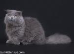 Jull scottish kilt munchkin fold short legs - Munchkin Cat For Sale - TX&comma; US