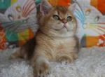 Kuzma british boy golden shaded with green eyes - British Shorthair Cat For Sale - TX&comma; US
