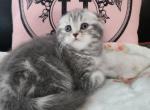 Lilac marble - Scottish Fold Cat For Sale - Grand Rapids&comma; MI&comma; US