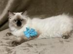 Lubas litter - Himalayan Cat For Sale - Vestal&comma; NY&comma; US