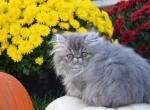 CFA registered Persian kitten - Persian Cat For Sale - Fleetwood&comma; PA&comma; US