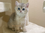 Blue Golden British male kitten - British Shorthair Cat For Sale - Thornton&comma; CO&comma; US