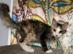 LaPerm calico girl  SALE price 300 - LaPerm Cat For Sale - Salem&comma; OR&comma; US