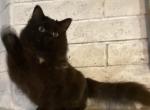 Ragdoll Black male - Ragdoll Cat For Sale - Salem&comma; OR&comma; US
