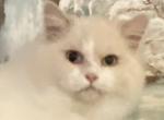 Ragdoll male odd eyes - Ragdoll Cat For Sale - Salem&comma; OR&comma; US