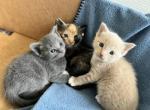 Cinder - American Shorthair Cat For Sale - Columbus&comma; GA&comma; US