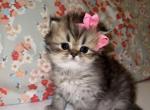 Nala - Persian Cat For Sale - Fort Worth&comma; TX&comma; US