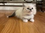 Ragdoll Blue Collar - Ragdoll Cat For Sale - Boston&comma; MA&comma; US