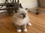 Ragdoll Orange collar - Ragdoll Cat For Sale - Boston&comma; MA&comma; US