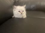 Ragdoll Brown Collar - Ragdoll Cat For Sale - Boston&comma; MA&comma; US