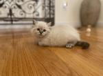 Ragdoll Light Green collar - Ragdoll Cat For Sale - Boston&comma; MA&comma; US
