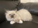 Ragdoll Red Collar - Ragdoll Cat For Sale - Boston&comma; MA&comma; US