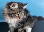 Jade - Siberian Cat For Sale - North Port&comma; FL&comma; US