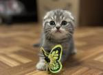 Triple fold girl - Scottish Fold Cat For Sale - Fort Wayne&comma; IN&comma; US