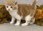 Adam - Scottish Straight Cat For Sale - North Richland Hills&comma; TX&comma; US