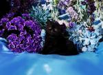 Thor - Exotic Cat For Sale - McKinney&comma; TX&comma; US