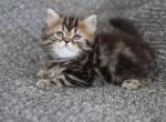 CADBURY - Scottish Straight Cat For Sale - Fontana&comma; CA&comma; US