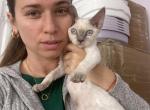 Layla - Devon Rex Cat For Sale - Brooklyn&comma; NY&comma; US