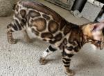 RESERVED Purebred Bengal Kitten 3 - Bengal Cat For Sale - Beach Park&comma; IL&comma; US