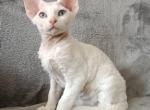 Locky - Devon Rex Cat For Sale - Brooklyn&comma; NY&comma; US