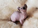 Elsa's kittens - Sphynx Cat For Sale - Thurmont&comma; MD&comma; US
