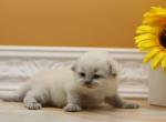 Jewell CFA certified - Siberian Cat For Sale - Ashburn&comma; VA&comma; US