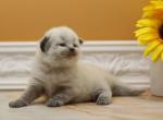 Jessamina CFA certified - Siberian Cat For Sale - Ashburn&comma; VA&comma; US
