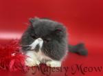 Marqueza - Persian Cat For Sale - Yucca Valley&comma; CA&comma; US