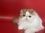 Kevin - Persian Cat For Sale - Yucca Valley&comma; CA&comma; US