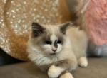Bella - Ragdoll Cat For Sale - Mount Vernon&comma; WA&comma; US