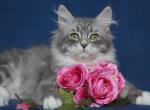 PETRUSHA IZ TVERSKOGO KNYAZHESTVA - Siberian Cat For Sale - NY&comma; US