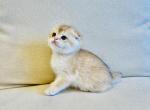 Mikki - Scottish Fold Cat For Sale - Brooklyn&comma; NY&comma; US