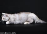 Fairike munchkin standard silver chinchilla rughug - Munchkin Cat For Sale - TX&comma; US