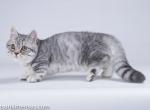 Munchkin silver leopard baby boy with short legs - Munchkin Cat For Sale - TX&comma; US
