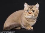 Elif munchkin chocolate boy with short legs - Munchkin Cat For Sale - TX&comma; US