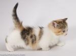 Jaddi munchkin standard calico tabby shor legs - Munchkin Cat For Sale - TX&comma; US