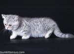 Gorgeous munchkin silver leopard with short legs - Munchkin Cat For Sale - TX&comma; US