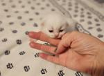 Topaz's Christmas litter - Ragdoll Cat For Sale - Attica&comma; MI&comma; US