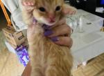 Ginger - Domestic Cat For Sale - Bronx&comma; NY&comma; US