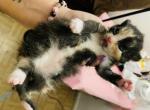 Ashlee - Domestic Cat For Sale - Bronx&comma; NY&comma; US