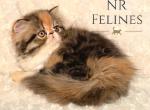Delilah Reserved - Exotic Cat For Sale - Ottawa&comma; KS&comma; US