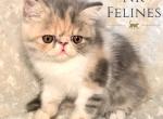 Exotic Girl Diana Reserved - Exotic Cat For Sale/Service - Ottawa&comma; KS&comma; US