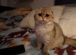 Juja - Scottish Fold Cat For Sale - San Mateo&comma; CA&comma; US