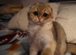 Jujaa - British Shorthair Cat For Sale - San Mateo&comma; CA&comma; US