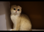 Jerrys - British Shorthair Cat For Sale - San Mateo&comma; CA&comma; US