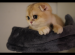 JERRY - Scottish Fold Cat For Sale - San Mateo&comma; CA&comma; US