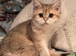 COCO - British Shorthair Cat For Sale - San Mateo&comma; CA&comma; US