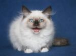 SINICHKA IZ TVERSKOGO KNYAZHESTVA - Siberian Cat For Sale - NY&comma; US
