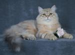 KAPUCIN LYUMUR - Siberian Cat For Sale - NY&comma; US