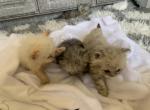Chases - Ragamuffin Cat For Sale - Oklahoma City&comma; OK&comma; US